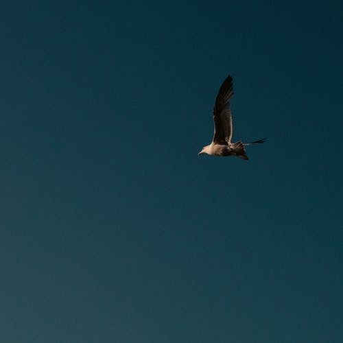 бесплатная Бесплатное стоковое фото с голубое небо, дикая природа, летающий Стоковое фото