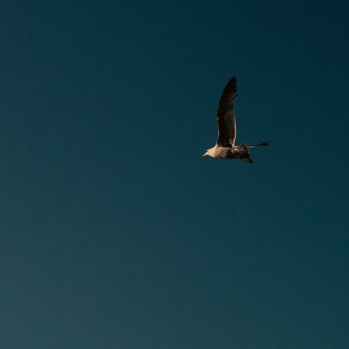 Free A seagull gracefully flies against a clear blue sky in St. Petersburg, Florida. Stock Photo
