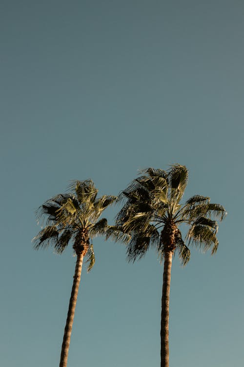 Palm Trees with Blue Sky as a Background