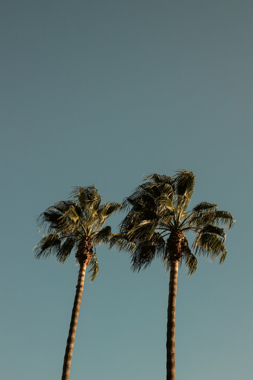 Palm Trees with Blue Sky as a Background · Free Stock Photo