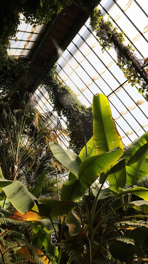 內部, 垂直拍攝, 植物 的 免費圖庫相片