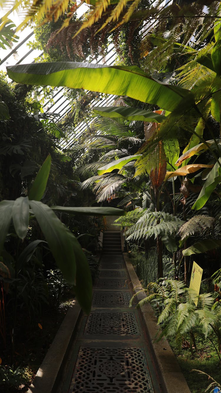 Lush Foliage Plants In A Greenhouse 