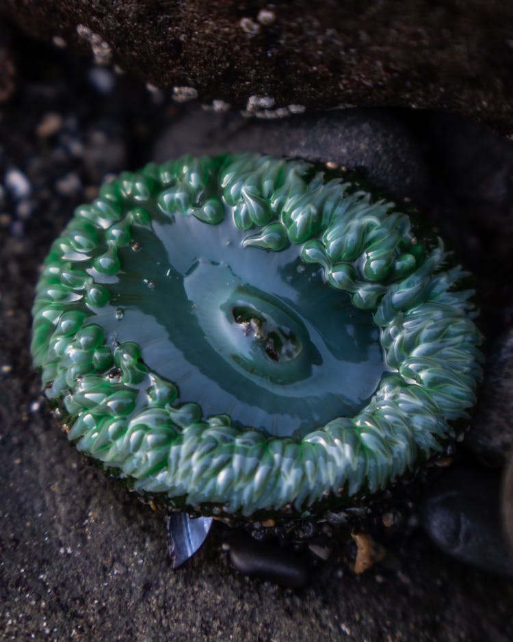 Water On Green Plant On Ground