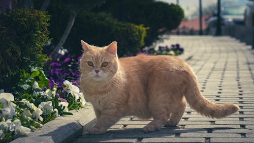 動物, 可愛, 城市街道 的 免费素材图片