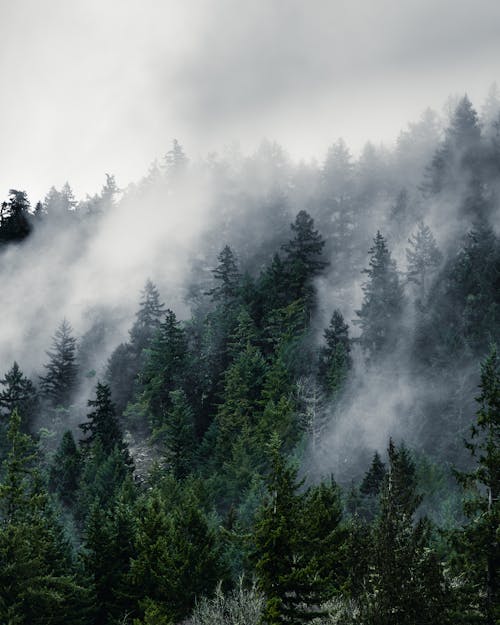 Aerial View of Fog and Clouds over a Coniferous Forest