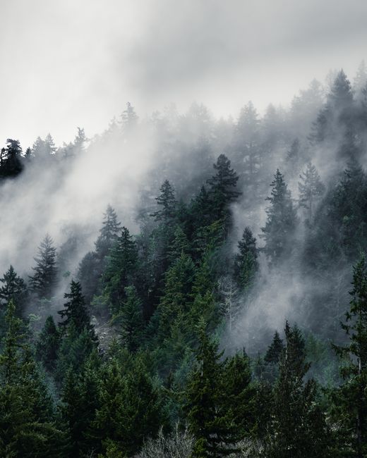 Misty morning view of evergreen trees in foggy Olympic Hot Springs, Washington.