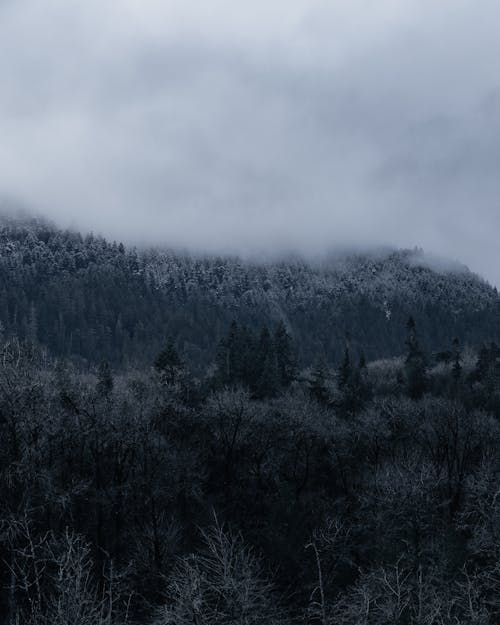 Clouds Falling on Mountain Forest