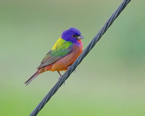 Close-up of a Colorful Bird Perching on the Wire 