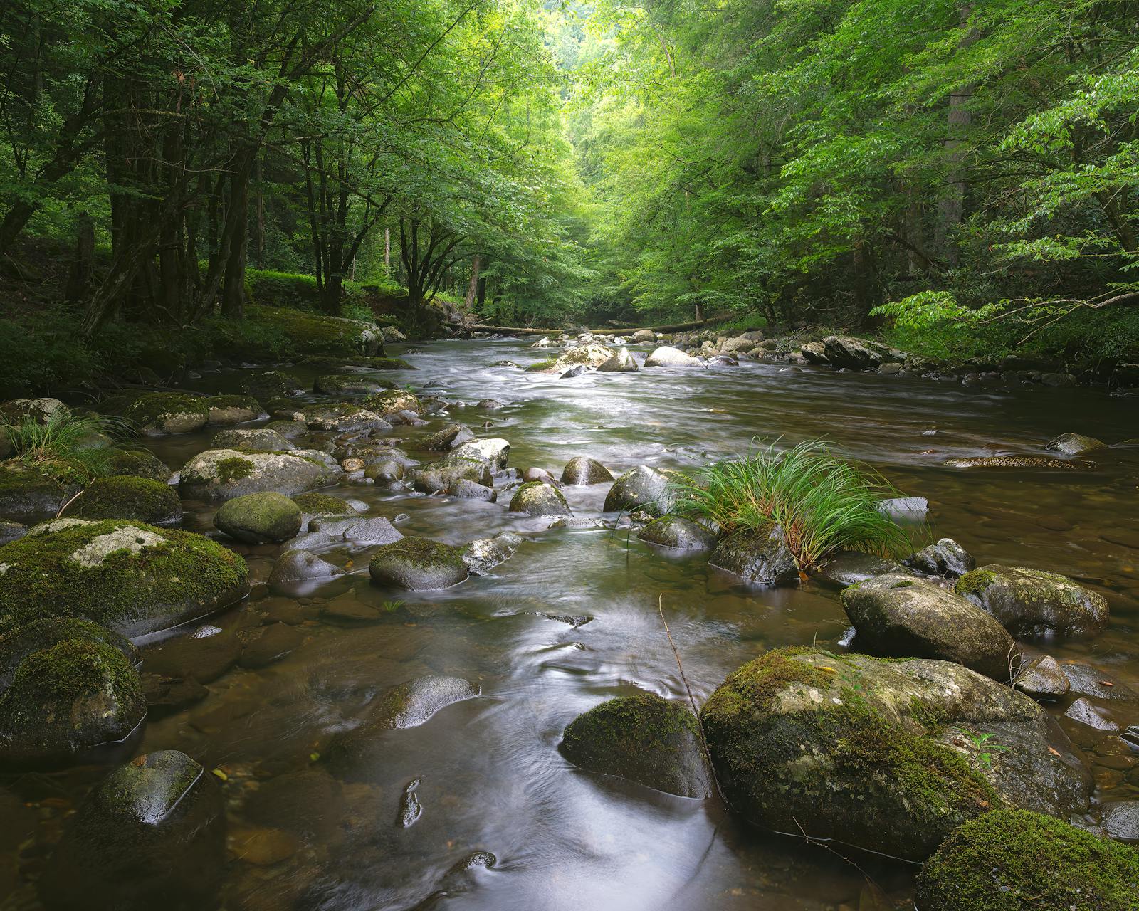 Forest Streams Photos, Download The BEST Free Forest Streams Stock ...