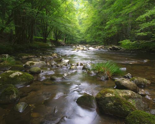 Free Tranquil stream in a lush forest with flowing water and moss-covered rocks. Stock Photo