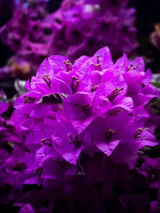 Kostnadsfri bild av ängels andedräkt blommar, blomma bakgrund, estetisk skrivbordsbakgrund