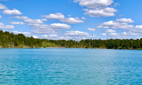 Gratis stockfoto met behang, bomen, Bos