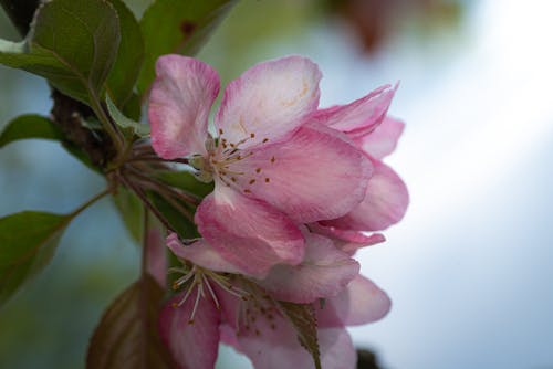 Fotobanka s bezplatnými fotkami na tému Apple, flóra, kvet