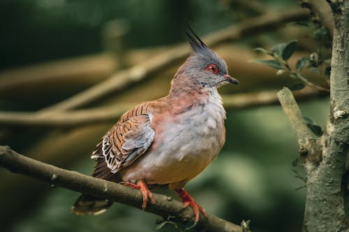 Close up of Crested Pigeon