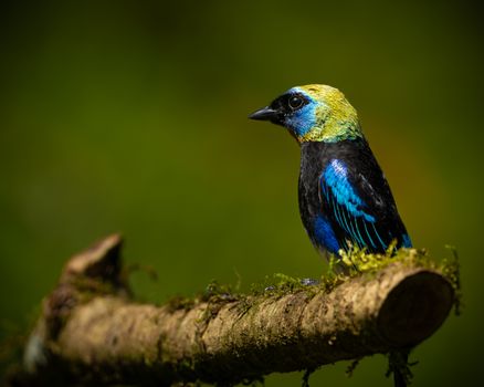 bird photo