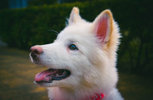 動物, 愛犬家, 犬の頭の無料の写真素材