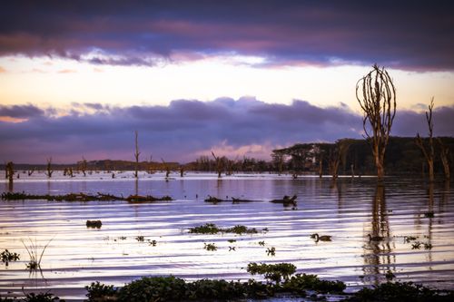 Free Peaceful dusk scene capturing reflections on a calm lake with silhouetted trees. Stock Photo