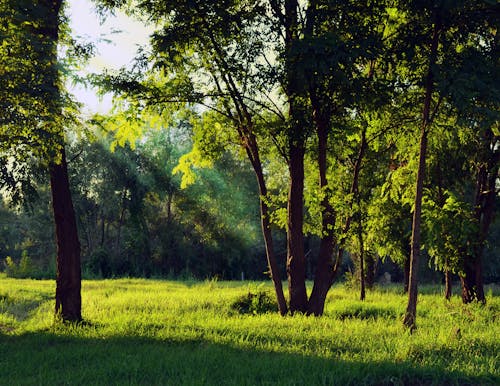 Безкоштовне стокове фото на тему «дерева, Деревина, зелений»