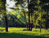 宁静的早晨，阳光透过绿树，森林一片静谧