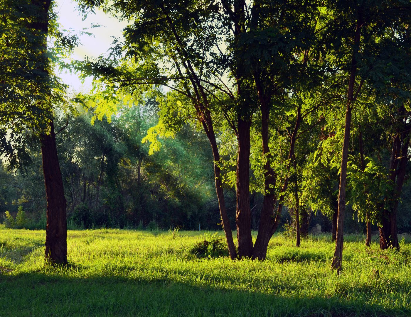Hurricane Season Property Prep: Tree Removal and Land Clearing