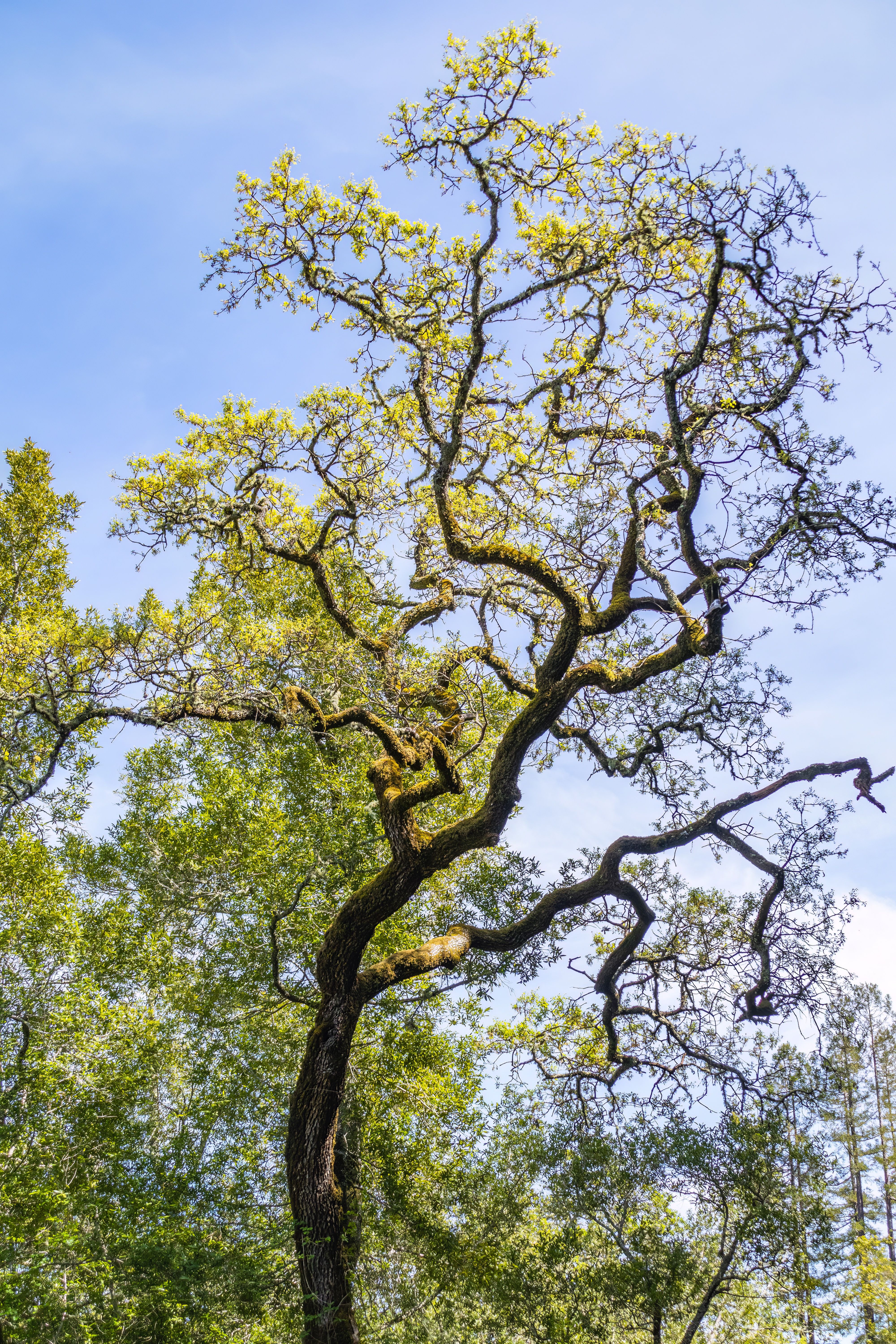 A Tree in a Forest · Free Stock Photo