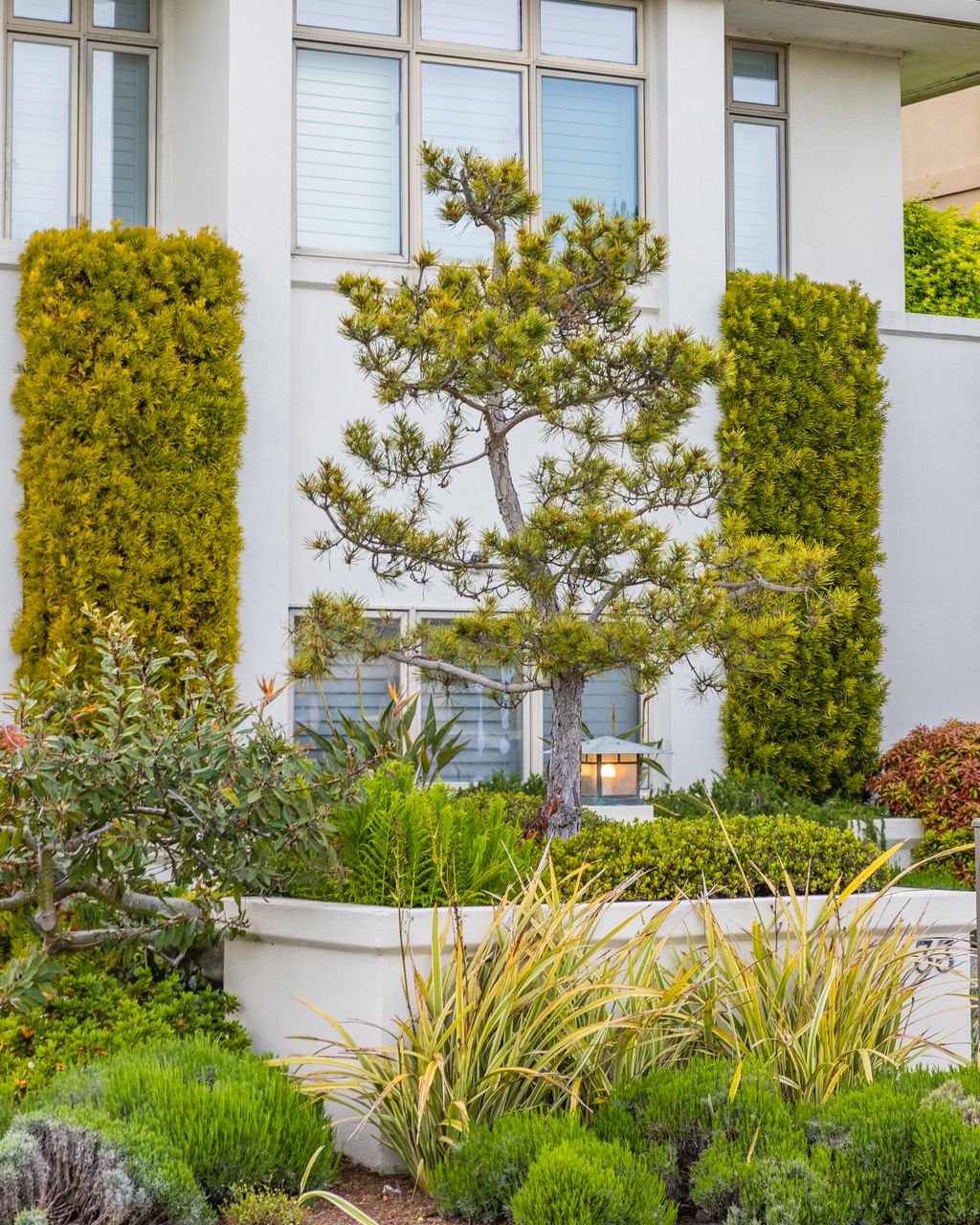 A white rendered contemporary house behind a raised planted terrace, with a cloud-pruned pine at the centre, tall clipped conifers either side and low lavender and grasses in front.