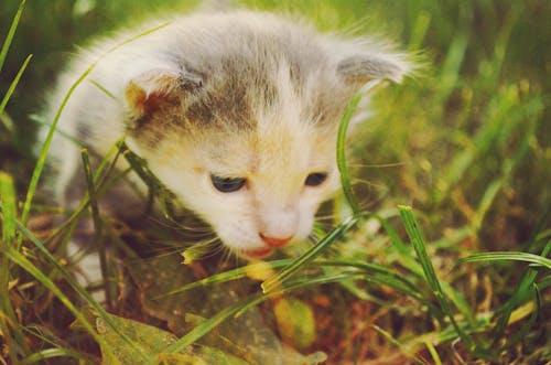 Gatinho Branco E Cinza Em Campo De Grama Durante O Dia