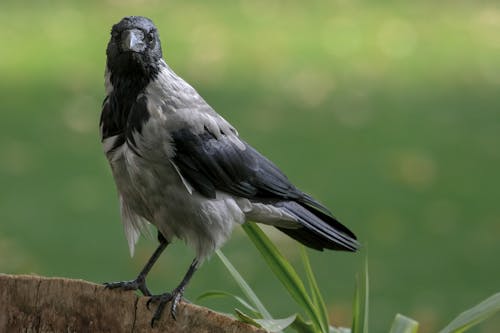 Foto profissional grátis de ave, fotografia animal, fotografia da vida selvagem