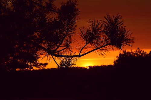 Free Silhouette Photography Of A Tree Stock Photo