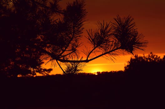 A striking sunset with silhouetted branches against an orange sky, creating a serene and dramatic scene.