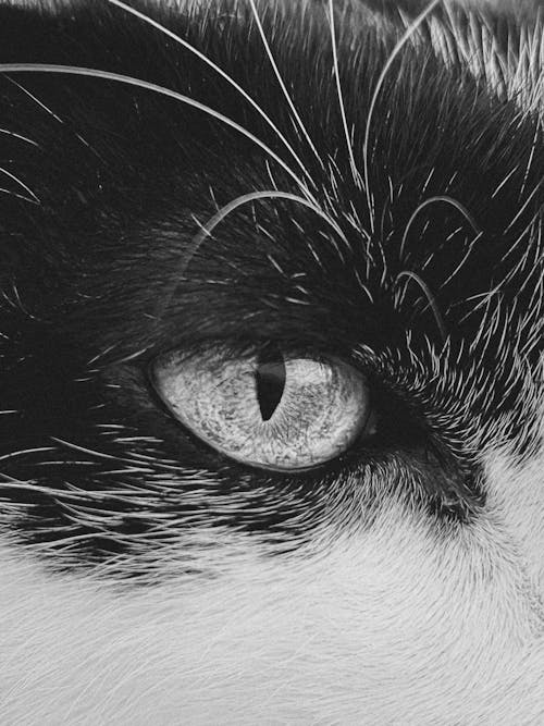 Immagine gratuita di carta da parati gatto, fotografia mobile, muso di gatto