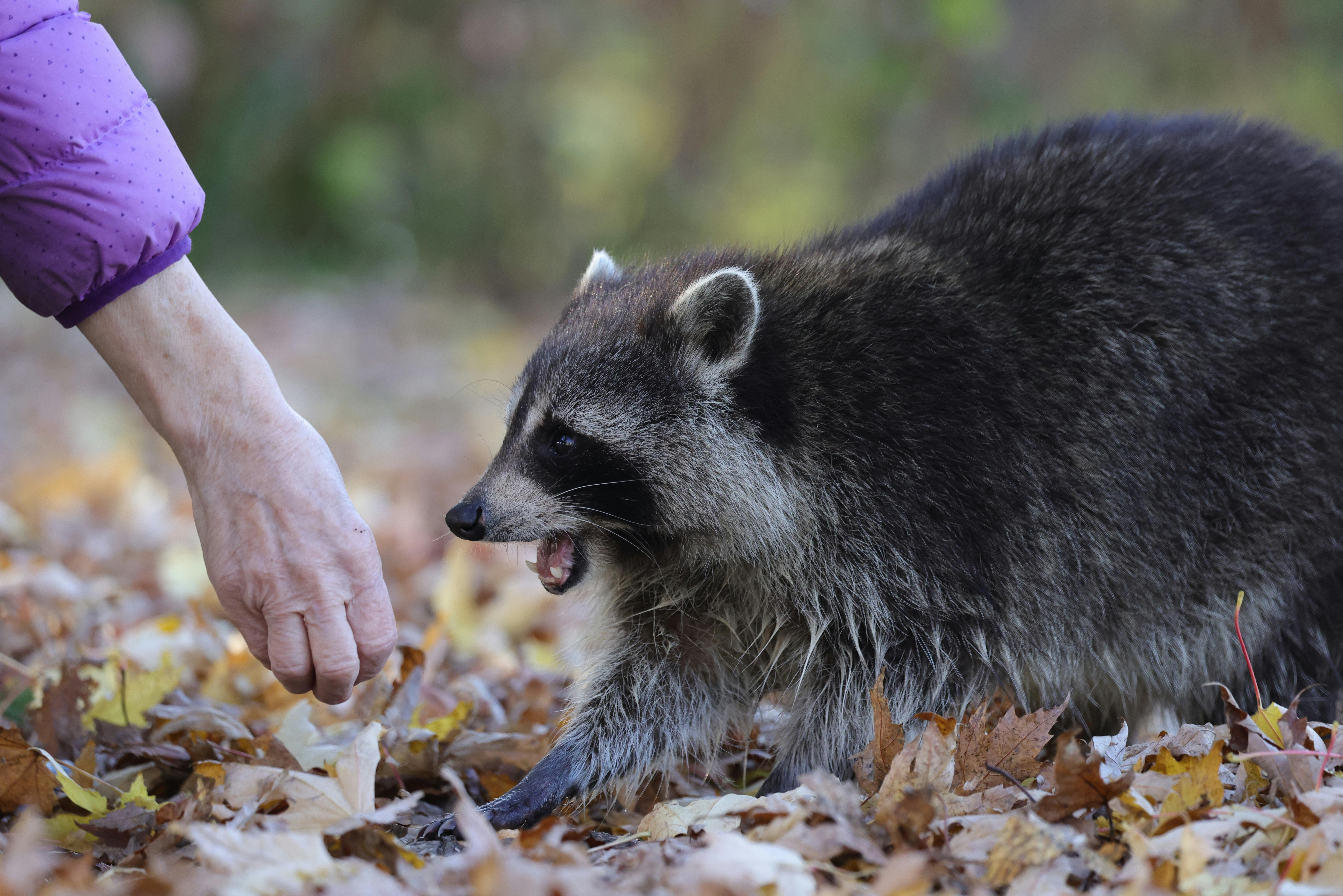A Woman Feeding a Raccoon · Free Stock Photo