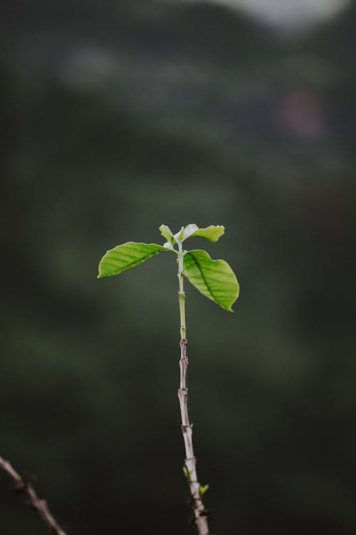 Leaves on Thin Branch