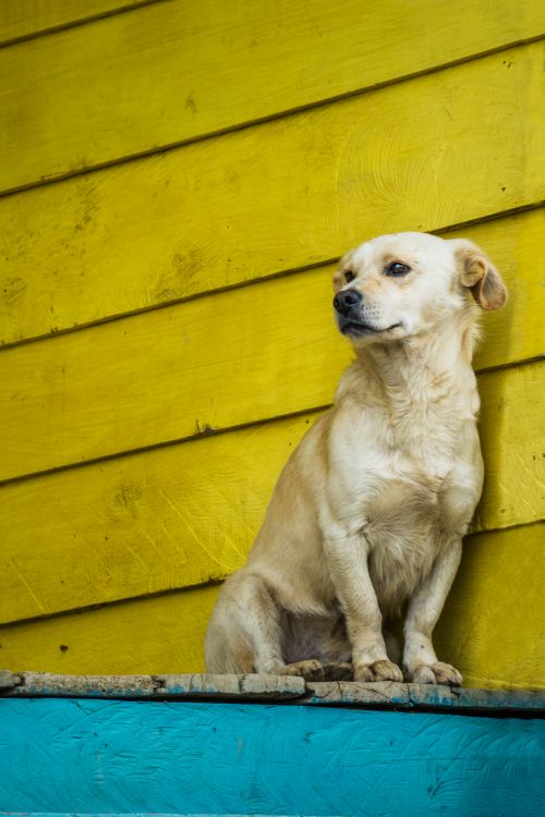 Free A dog sitting on a porch against a vibrant yellow wall in La Cocha, Nariño, Colombia. Stock Photo