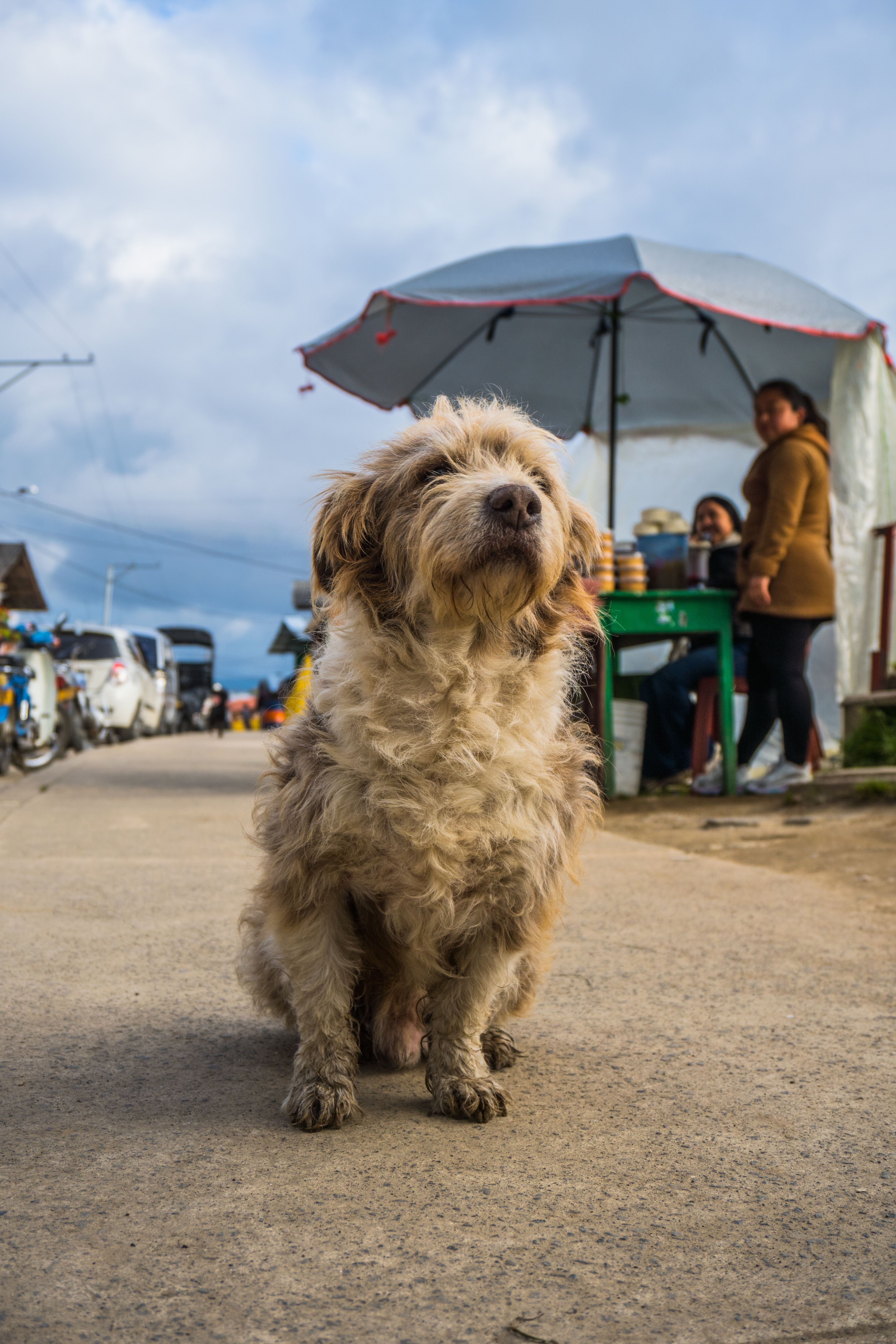 Adorable dog sitting in a vibrant market in La Cocha, Nariño, Colombia.