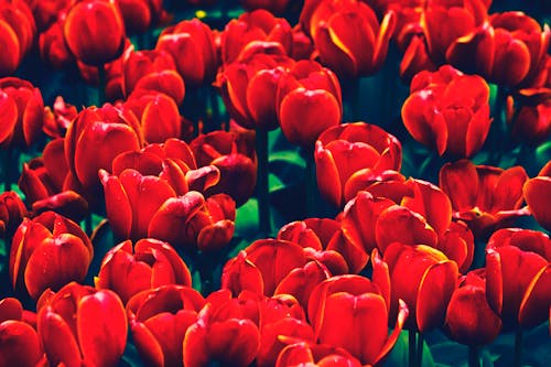 Foto d'estoc gratuïta de flor, flors, natura