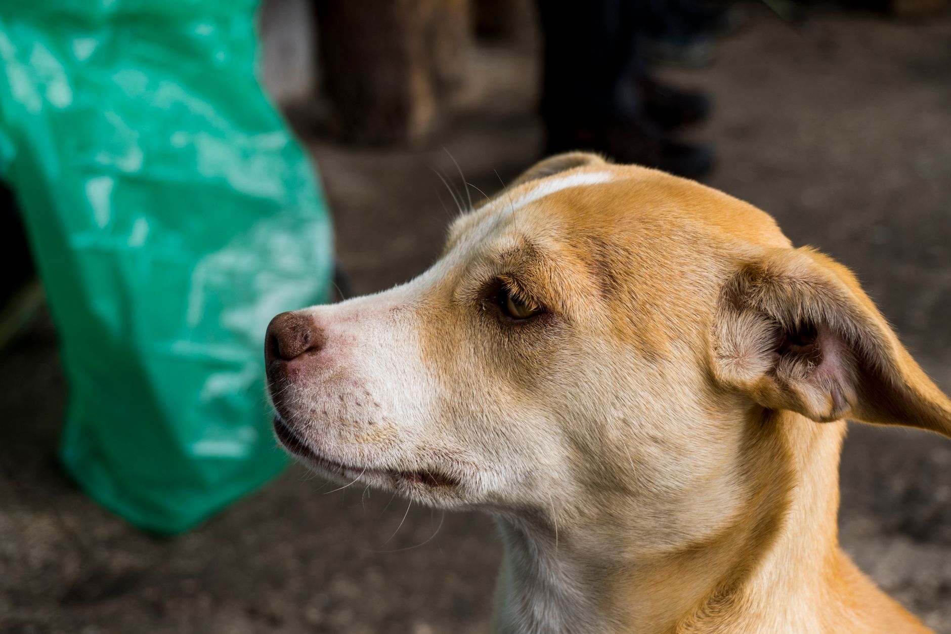 Veterinarian examining a dog during a checkup