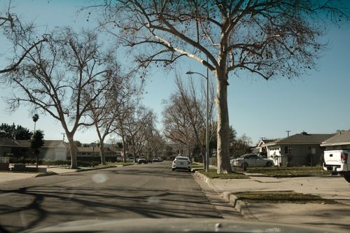 Free trees no leaves Stock Photo