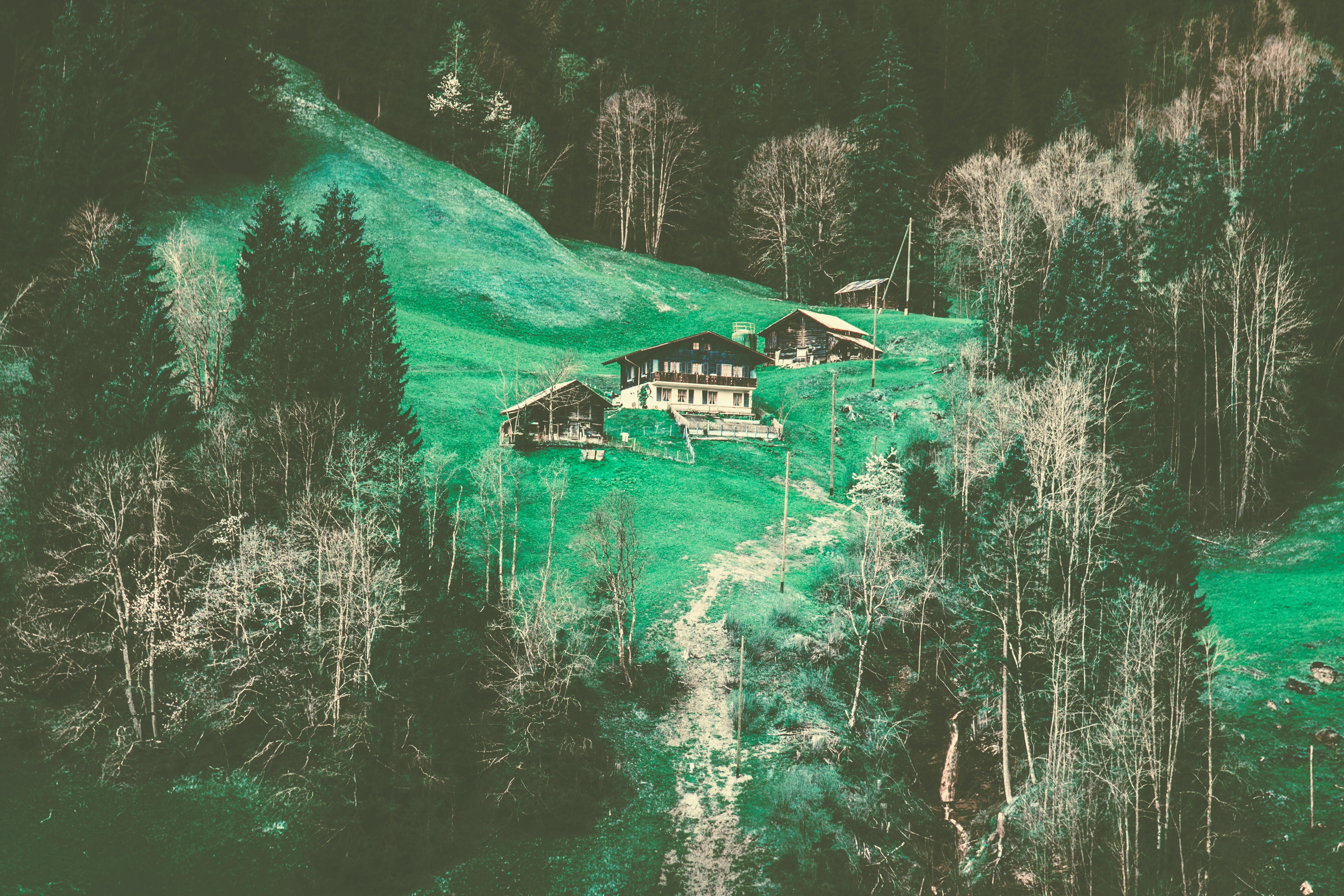 White Paint Surrounded Green Leaf Tree · Free Stock Photo