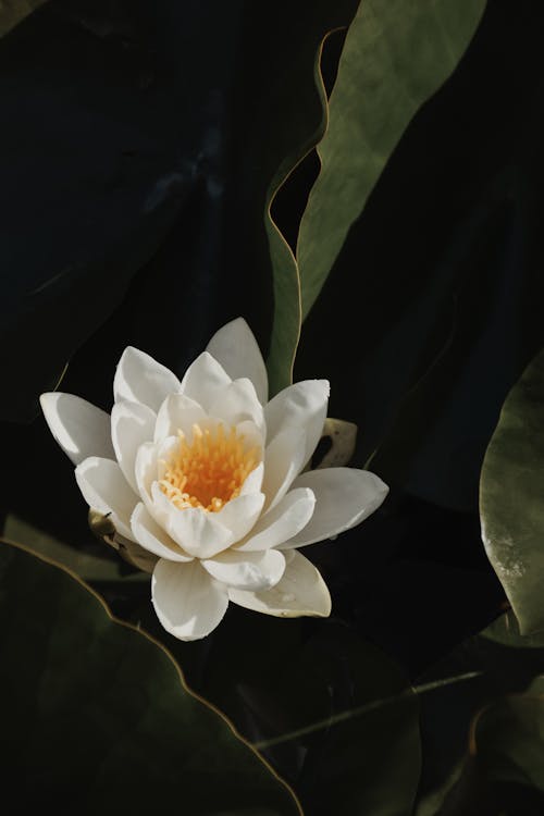 White Water Lily Among Green Leaves in the Pond