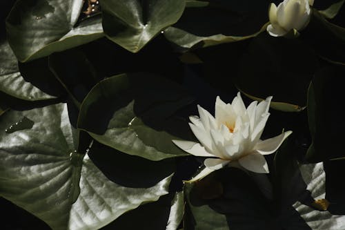 Blooming White Flower of Water Lily 