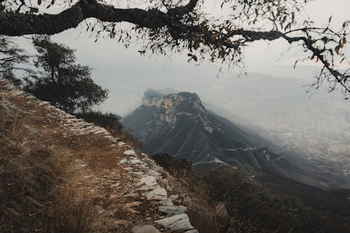 Branch and Valley in Fog below