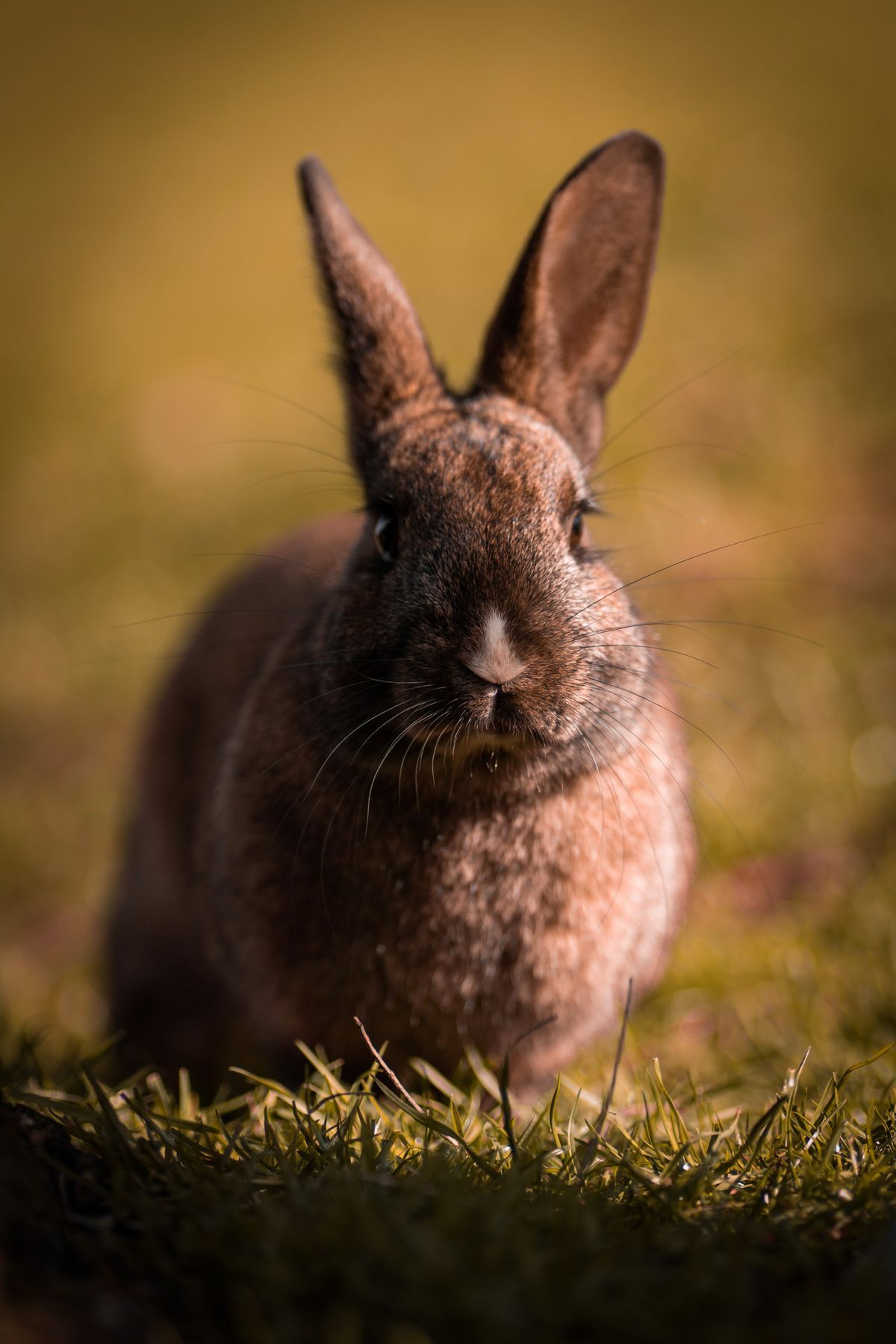 Selective Focus Photo of Rabbit · Free Stock Photo
