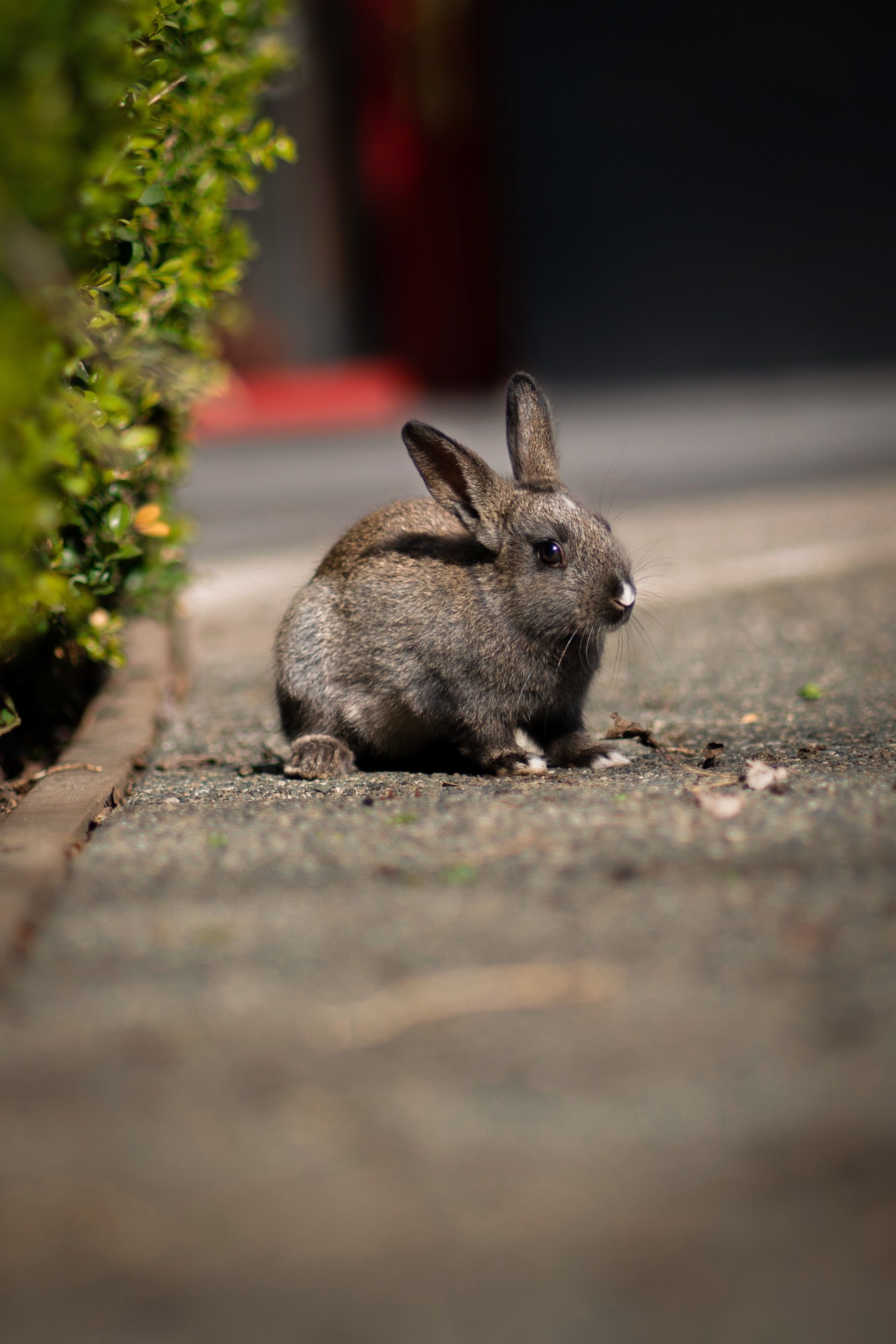 Rabbit on Street · Free Stock Photo