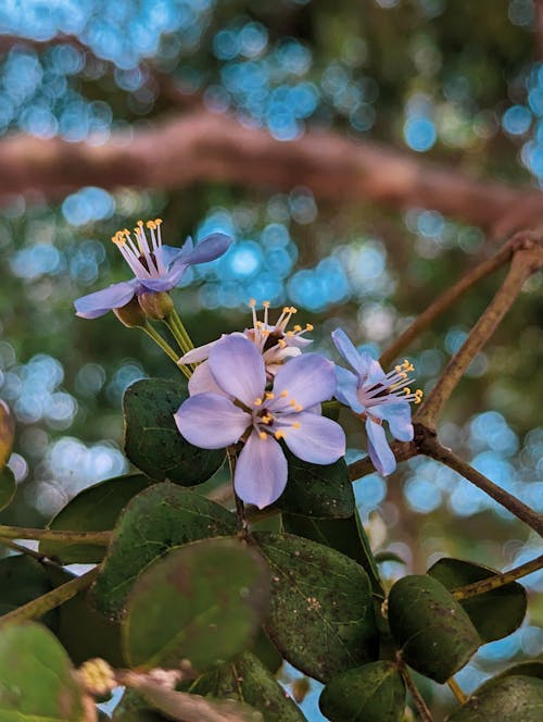 arka plan bulanıklık, arka plan defocused, bokeh içeren Ücretsiz stok fotoğraf