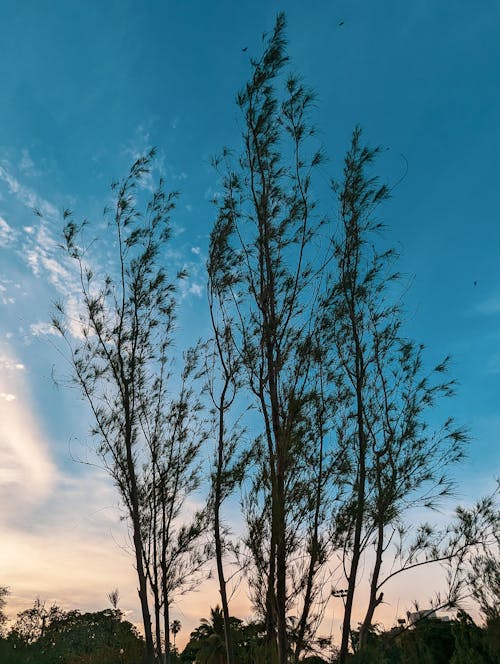 Low key Tree with Blue Sky