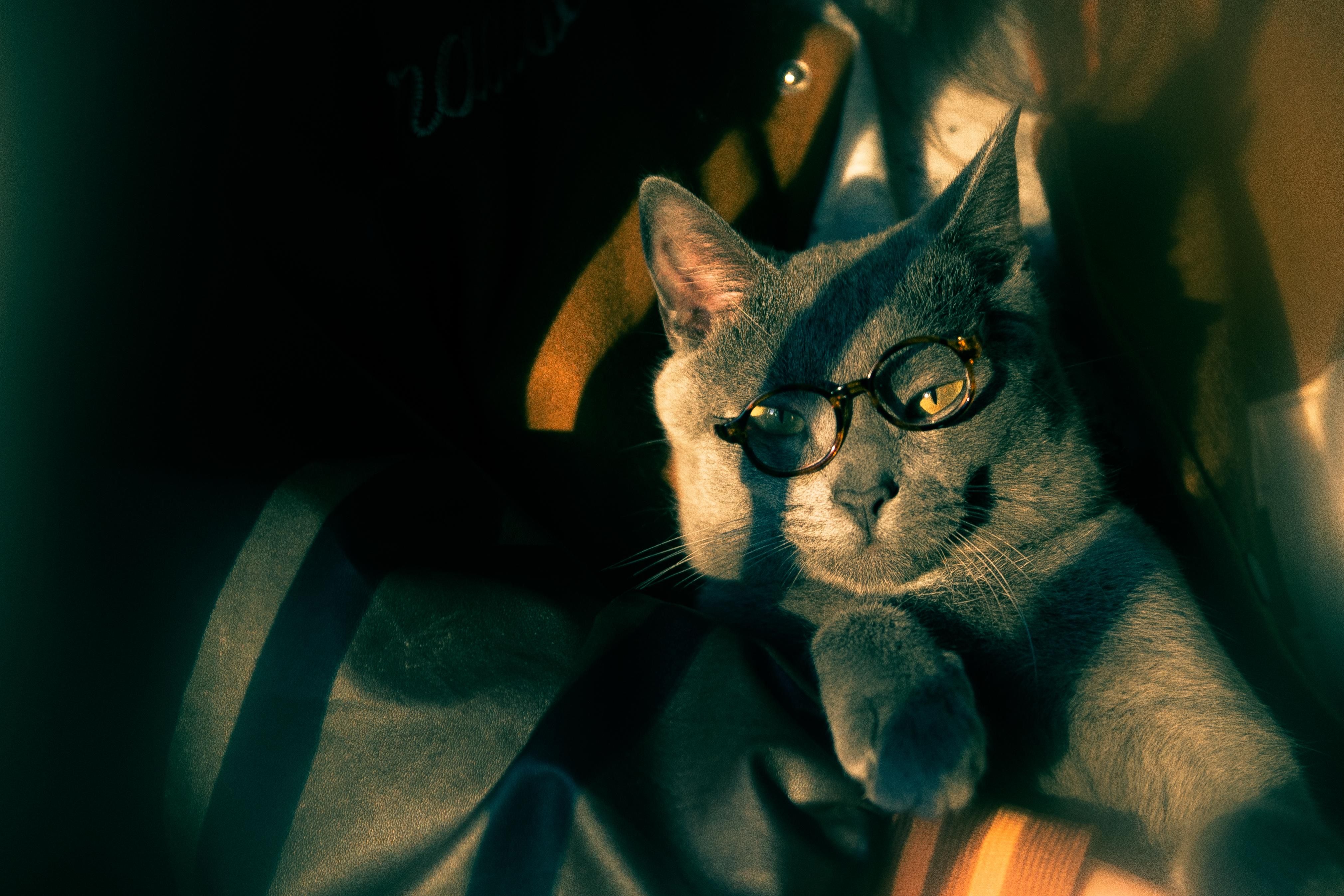 Cat With Eyeglasses Photos, Download The BEST Free Cat With Eyeglasses — free download