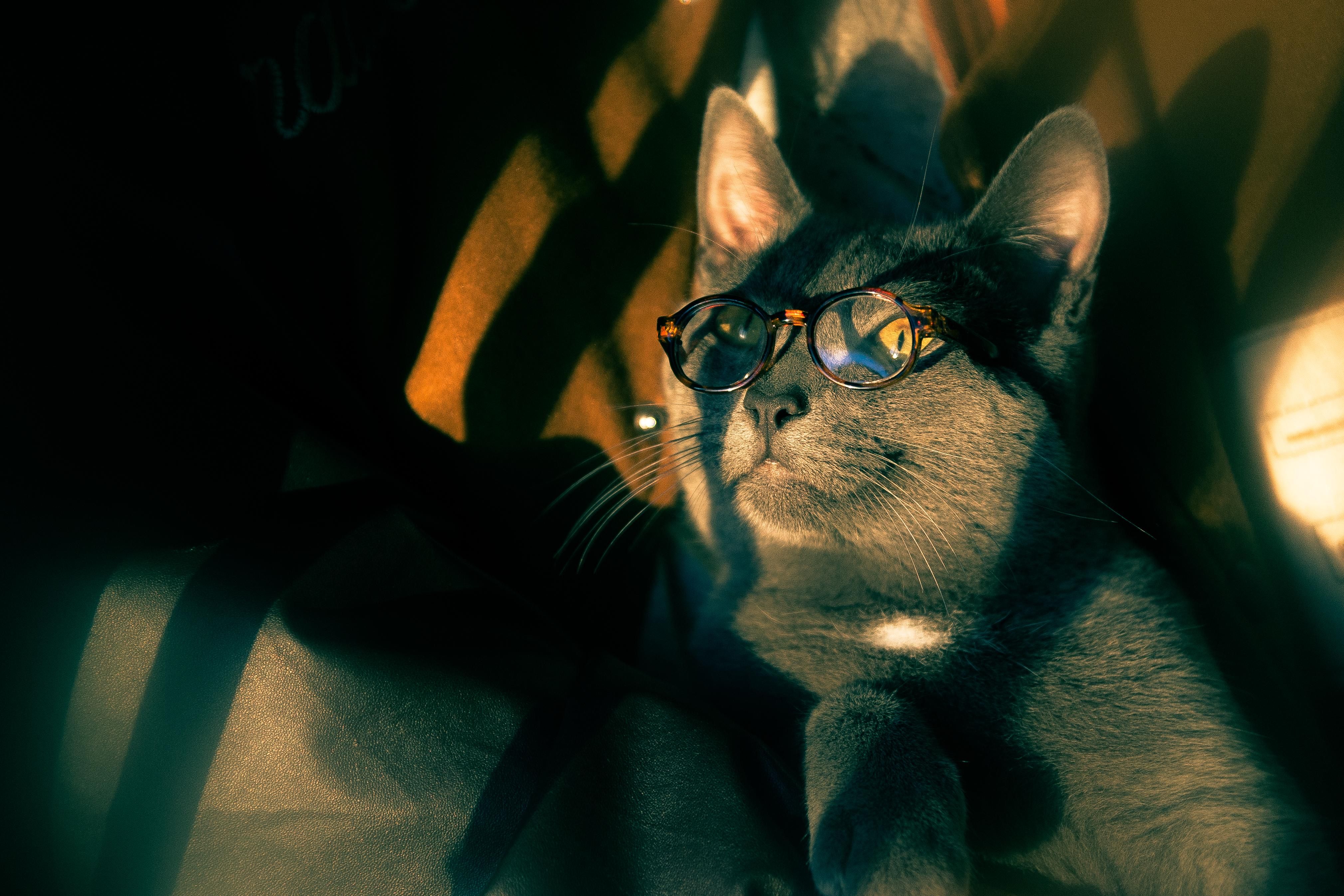 Cat in Eyeglasses · Free Stock Photo