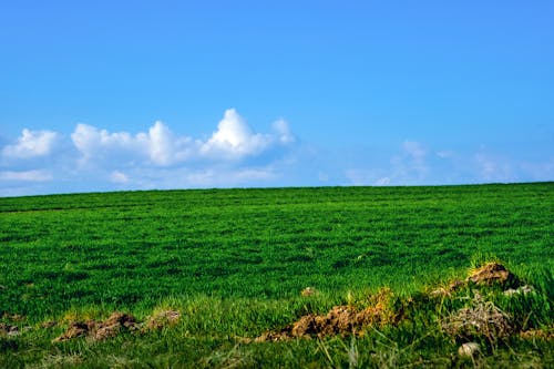 Free stock photo of cloud, cloud scape, foliage