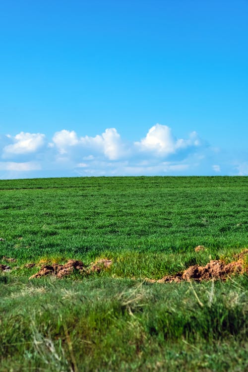 Imagine de stoc gratuită din câmp înverzit, cer albastru, fotografiere verticală